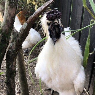 元気な烏骨鶏家族