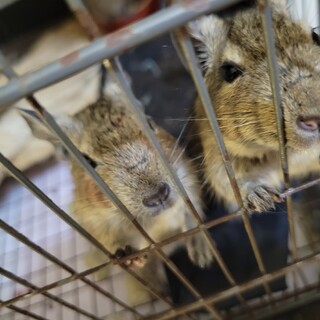 デグーマウス 4月生まれ オス 2匹います。