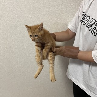 ３か月の茶トラとキジトラ