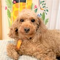 きん