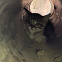 【子猫2匹】キジ虎