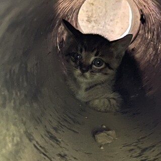 【子猫2匹】キジ虎