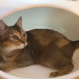 かっこかわいい2歳けんしんくん