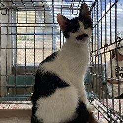 名古屋市緑区猫の譲渡会