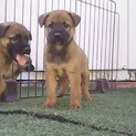 可愛い子犬達