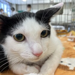 名古屋市緑区猫の譲渡会