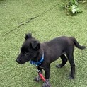 トライアル中！可愛い子犬ボクちゃん