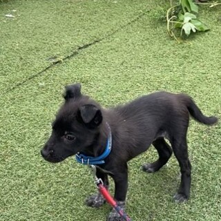 トライアル中！可愛い子犬ボクちゃん