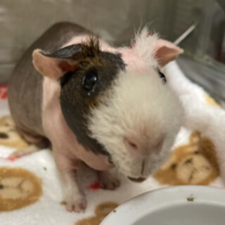 スキニーギニアピッグの里親募集