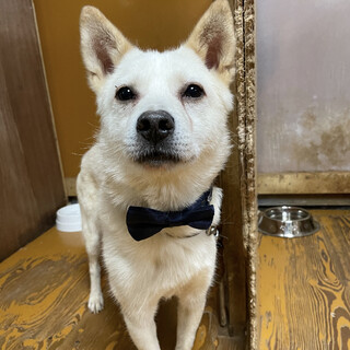 触られるの大好き♡変態じゃないよ！元野犬シロくん