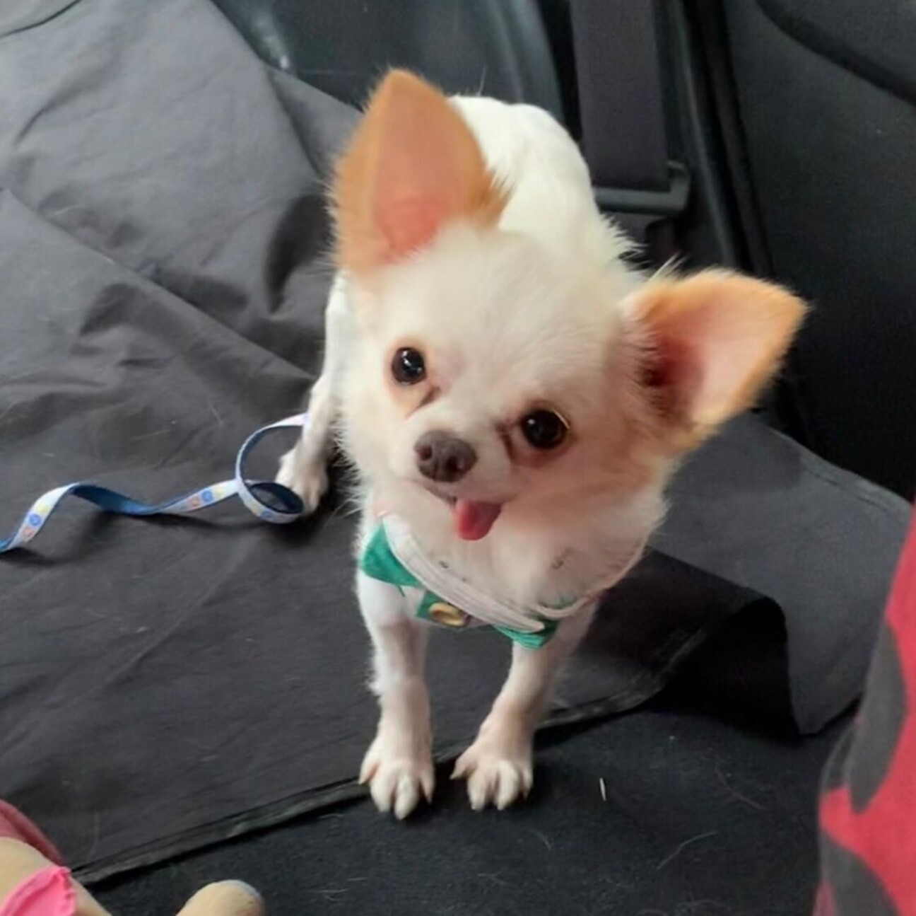 ビビりん坊だけど穏やかで 神奈川県 犬の里親募集 ペットのおうち 月間利用者150万人 ビビりん坊だけど穏やかで 神奈川県 犬の里親募集 ペットのおうち 月間利用者150万人