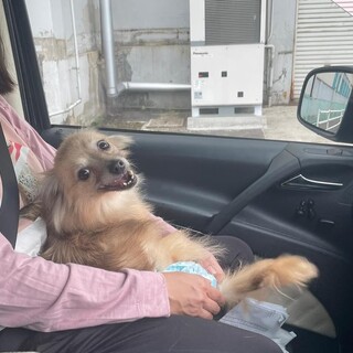 トライアル決定　ポメ子