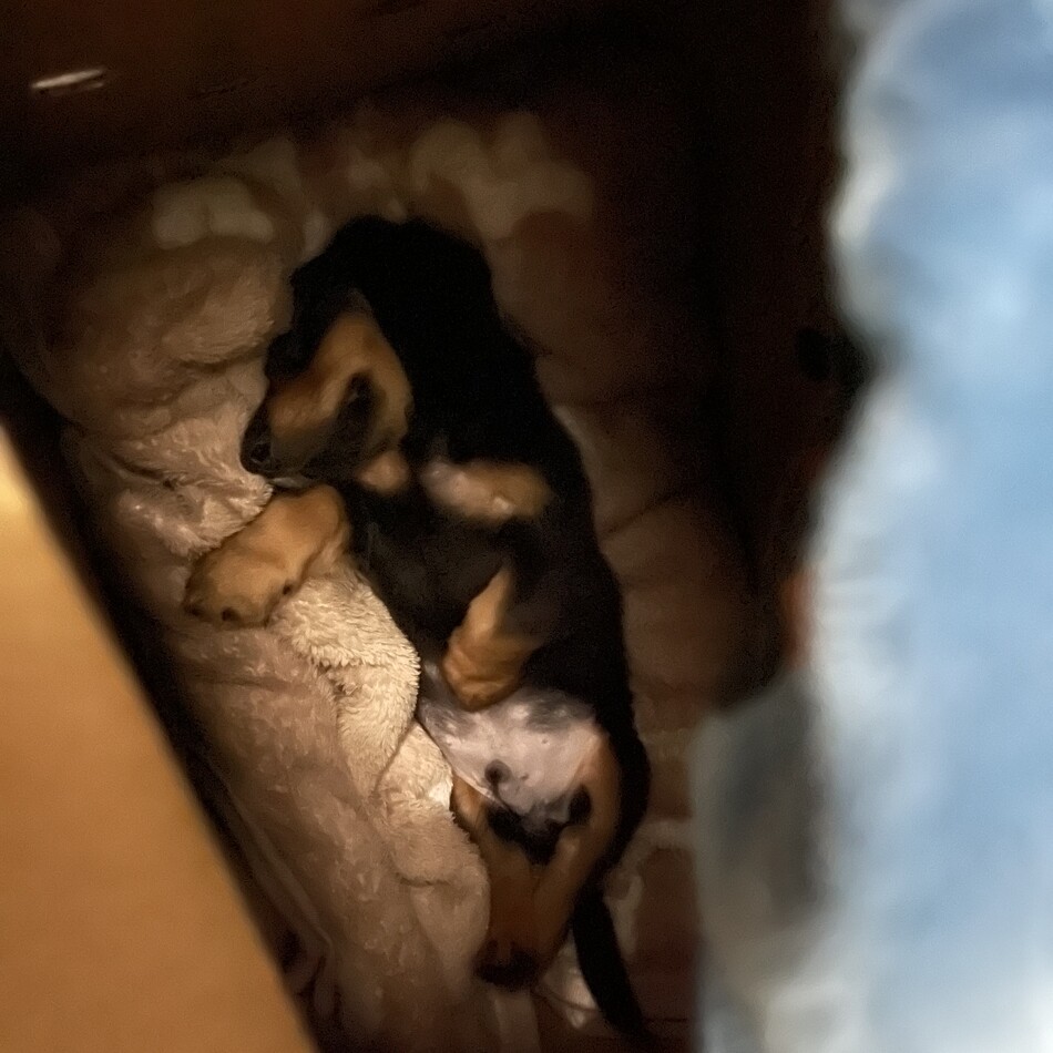 虎之助のカバー写真