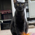 【子猫/10ヶ月】黒猫　女の子！