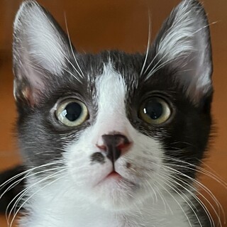 鼻の柄が可愛い、ヤンチャで元気な男の子！