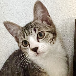 白い靴下履いた小柄な女の子、ぐりこちゃん。