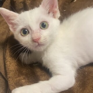 かわいい白猫の男の子