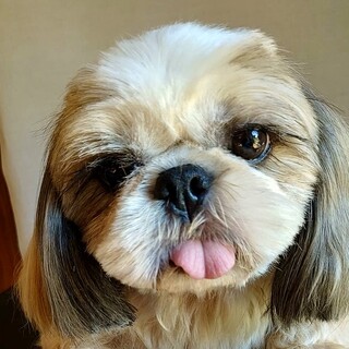 井草（いぐさ）ペロっちでおとぼけ顔のしっかりさん❤