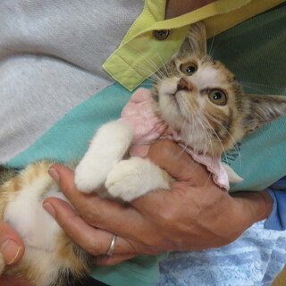 美しい三毛フランちゃん、体調回復まで募集停止します