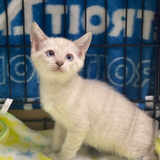 募集停止♡シャム系男子　シャム太郎