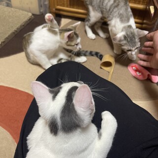 雑種の3兄妹です