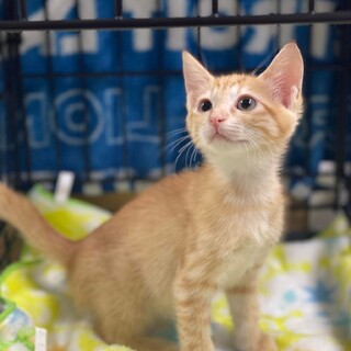 ゴールデンイエロー♡優しいお顔の女の子　ちゃこ