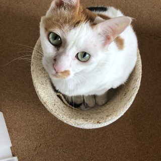 人懐っこい子です