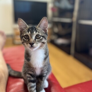 おしゃべりなタルト