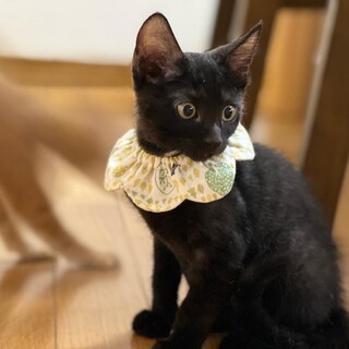 ツキノワグマみたいなコアくん