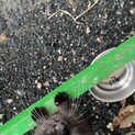 【生後約、半年】若いお母さん猫ちゃん