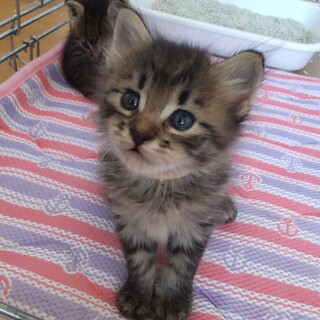 長毛でヌイグルミのような3週間の男の子