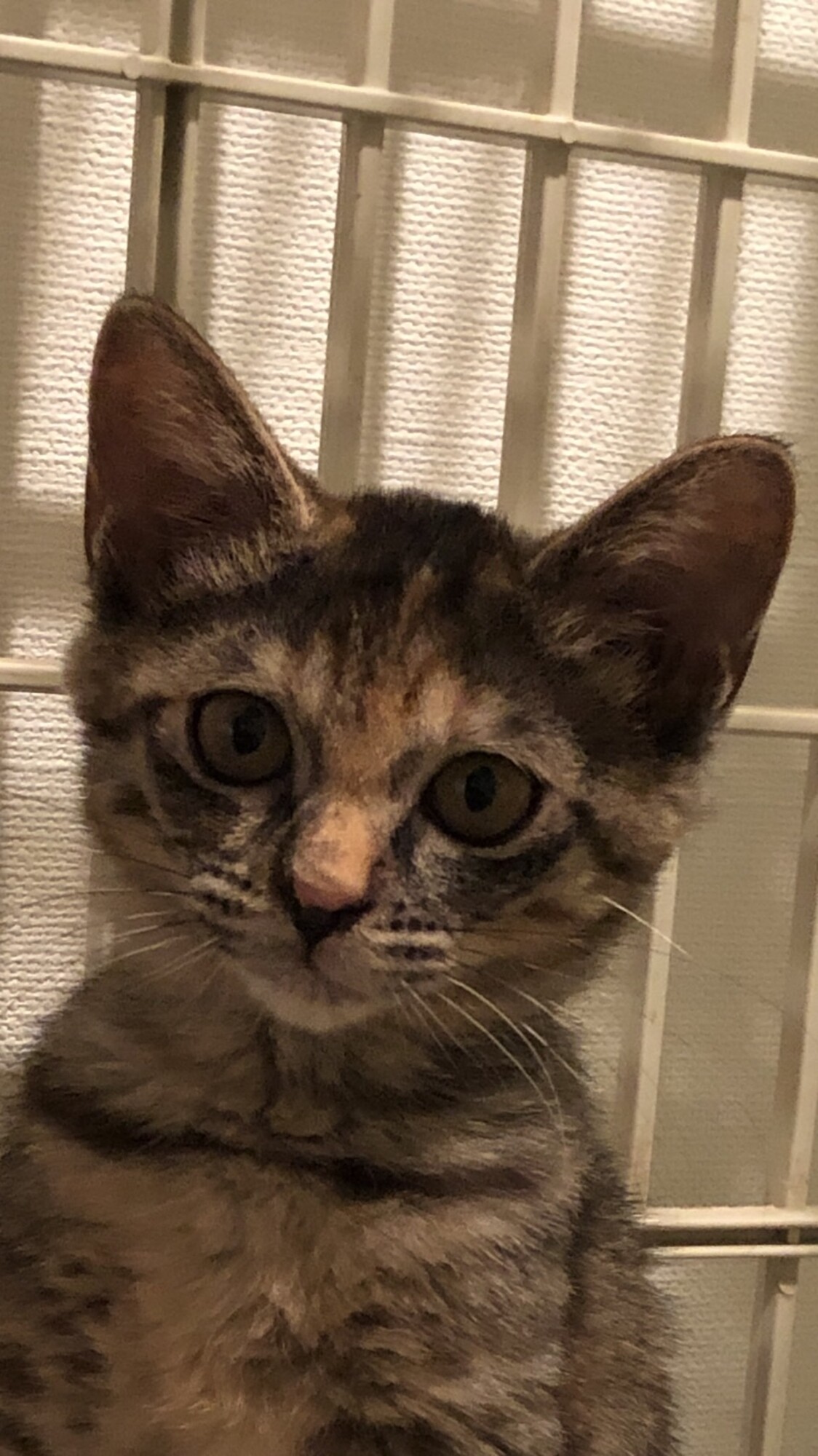 サビ柄好きには たまりま 東京都 猫の里親募集 4241 ペットのおうち 月間利用者150万人 サビ柄好きには たまりま 東京都 猫の里親募集 4241 ペットのおうち 月間利用者150万人