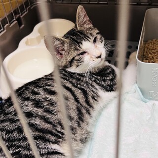 生後３ヶ月のサバ白男の子