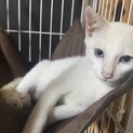 綺麗なブルーアイの男の子