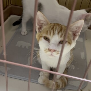 生後３ヶ月の茶白男の子