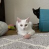 人懐っこい甘えん坊な黒猫ちゃん サムネイル7