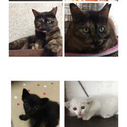 福岡県久留米市/猫の譲渡会 サムネイル2