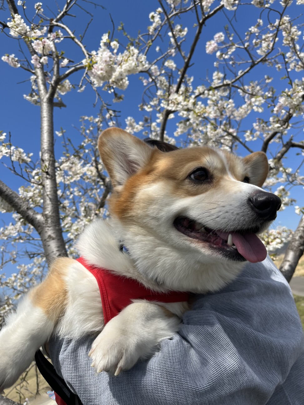 平之芯