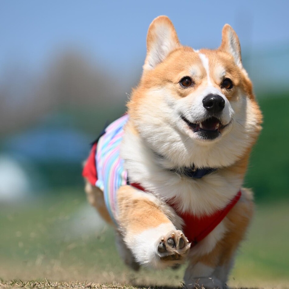 平之芯のカバー写真