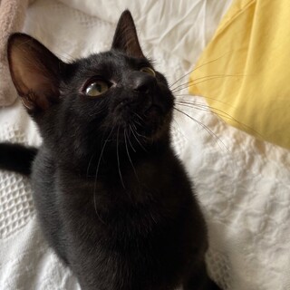 甘えたすふぃくん