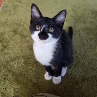 ありがとうございました！里親さん決定しました。