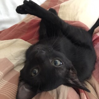 甘え上手な凜ちゃん