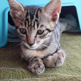 里親さん決定しました！ありがとうございます！！