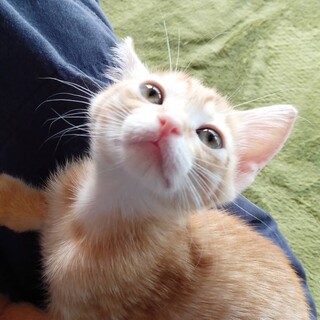 里親さん決定しました！ありがとうございます！！