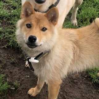 里親さんが決まりました！