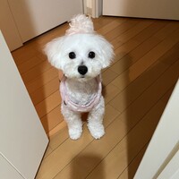パール