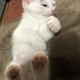 可愛い仔猫の里親さん募集です