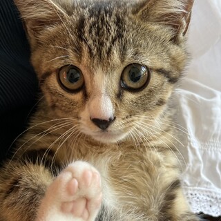 丸いおめめ☆ころんとボディのどこからどう見ても♡