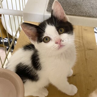 柄の甘えん坊な男の子