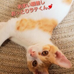 ねこ組福岡中央譲渡会in藤崎 サムネイル2